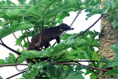 Nasua narica nelsoni