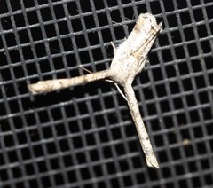 Phazaca interrupta