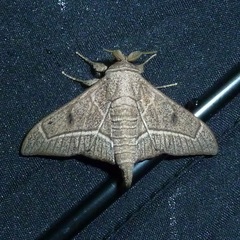 Bedosia trailii