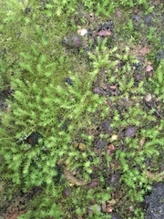 Thuidium peruvianum
