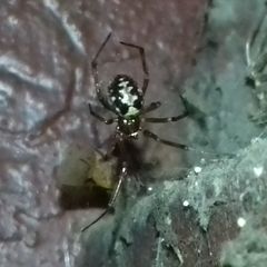 Steatoda triangulosa