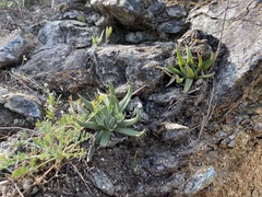 Dudleya abramsii
