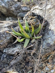 Dudleya abramsii