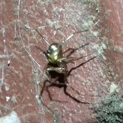 Steatoda triangulosa