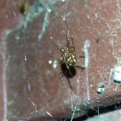 Steatoda triangulosa