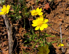 Rhynchopsidium pumilum