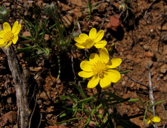 Rhynchopsidium pumilum