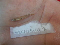 Etheostoma chlorosoma