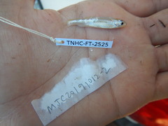 Notropis atherinoides