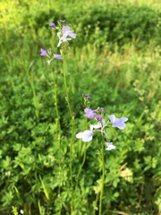 Nuttallanthus texanus