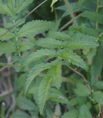 Agrimonia parviflora