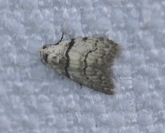 Nola pygmaeodes