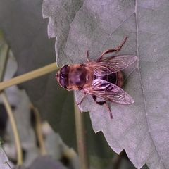 Eristalis tenax