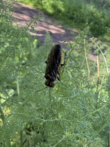 Acantholyda teunisseni