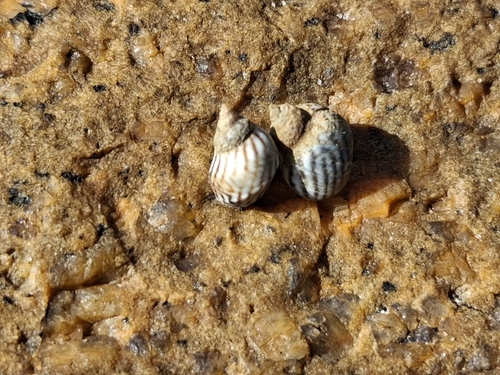Echinolittorina lineolata