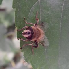 Eristalis tenax