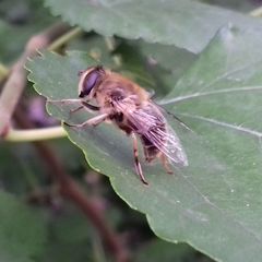 Eristalis tenax