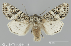 Egira cognata