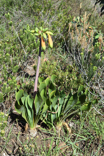 Giant Firelily (Cyrtanthus obliquus)