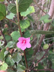 Urena lobata image