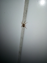 Theridiidae