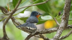 Myiagra ruficollis