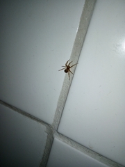 Theridiidae