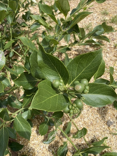 Morinda observed 2026-01-26