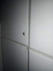 Theridiidae