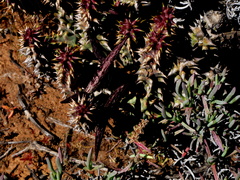 Quaqua mammillaris