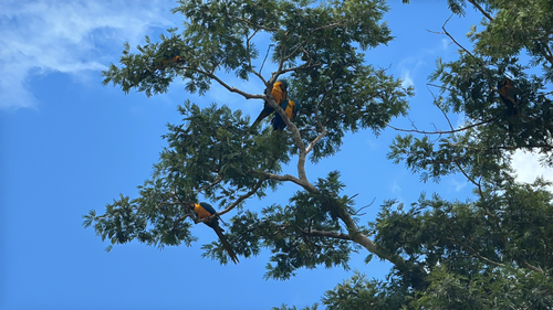 Blue-and-yellow Macaw