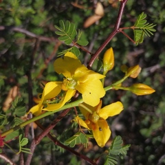 Erythrostemon placidus
