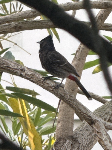 Red-vented Bulbul