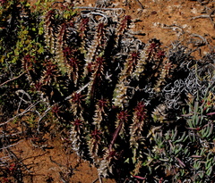 Quaqua mammillaris