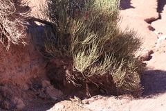 Ephedra breana