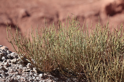 Ephedra breana, photograph 1