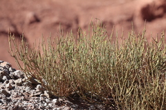 author not stated, no rights reserved Ephedra breana, photograph author not stated, no rights reserved