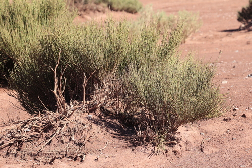 Ephedra breana, photograph 2