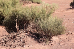 author not stated, no rights reserved Ephedra breana, photograph author not stated, no rights reserved