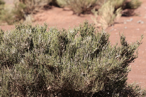 Ephedra breana, photograph 3