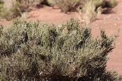 author not stated, no rights reserved Ephedra breana, photograph author not stated, no rights reserved