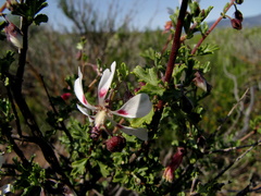 Anisodontea