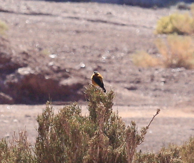 Black-hooded Sierra Finch (Phrygilus atriceps), photo 5