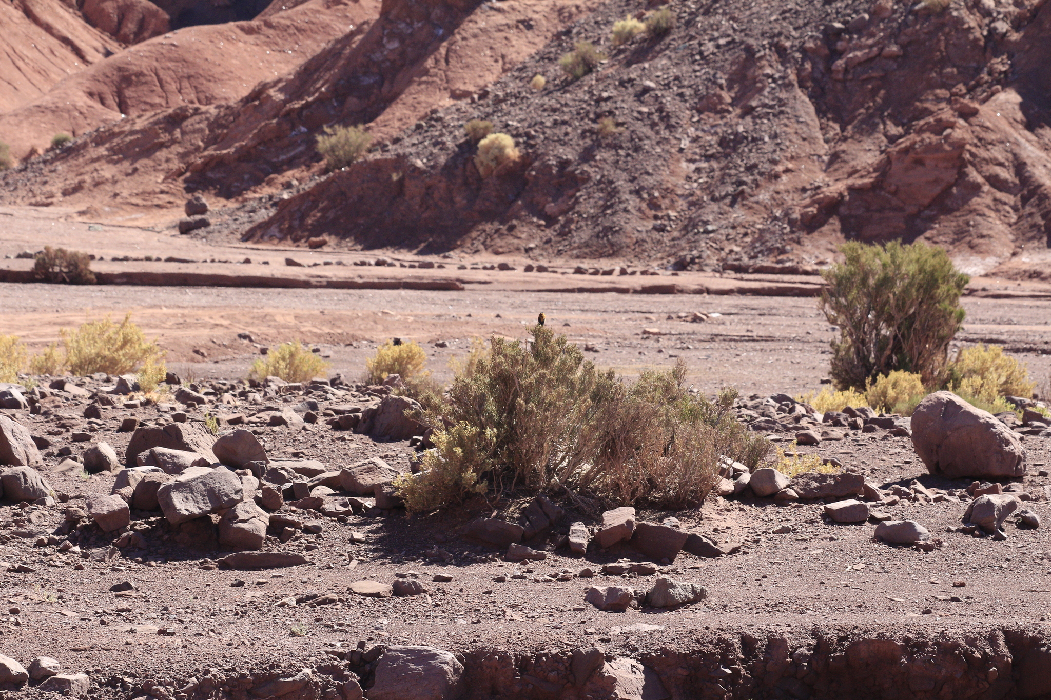 Black-hooded Sierra Finch (Phrygilus atriceps), photo 6
