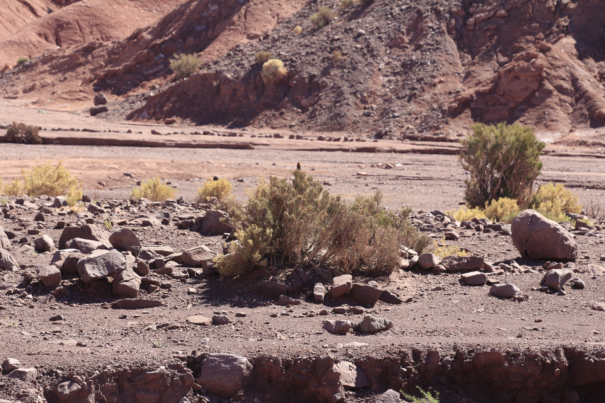 Black-hooded Sierra Finch (Phrygilus atriceps), photo 7