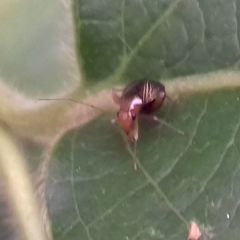 Halticus luteicollis