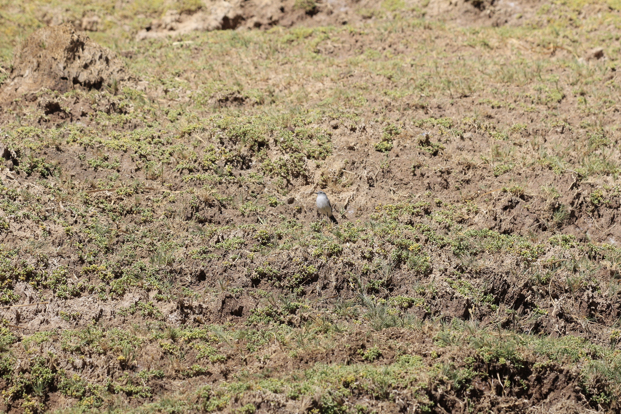 Rufous-naped Ground Tyrant (Muscisaxicola rufivertex), photo 3