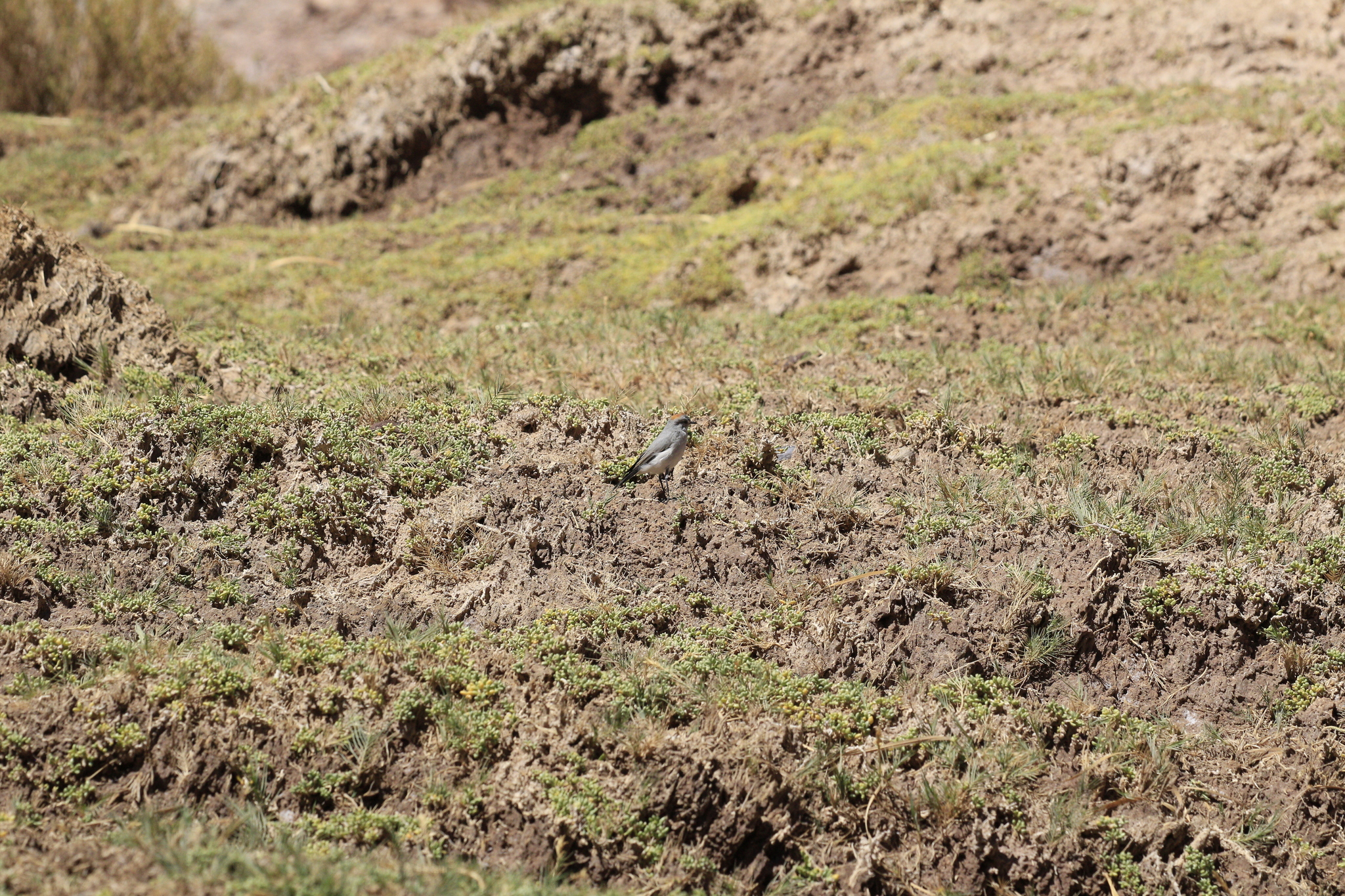 Rufous-naped Ground Tyrant (Muscisaxicola rufivertex), photo 4