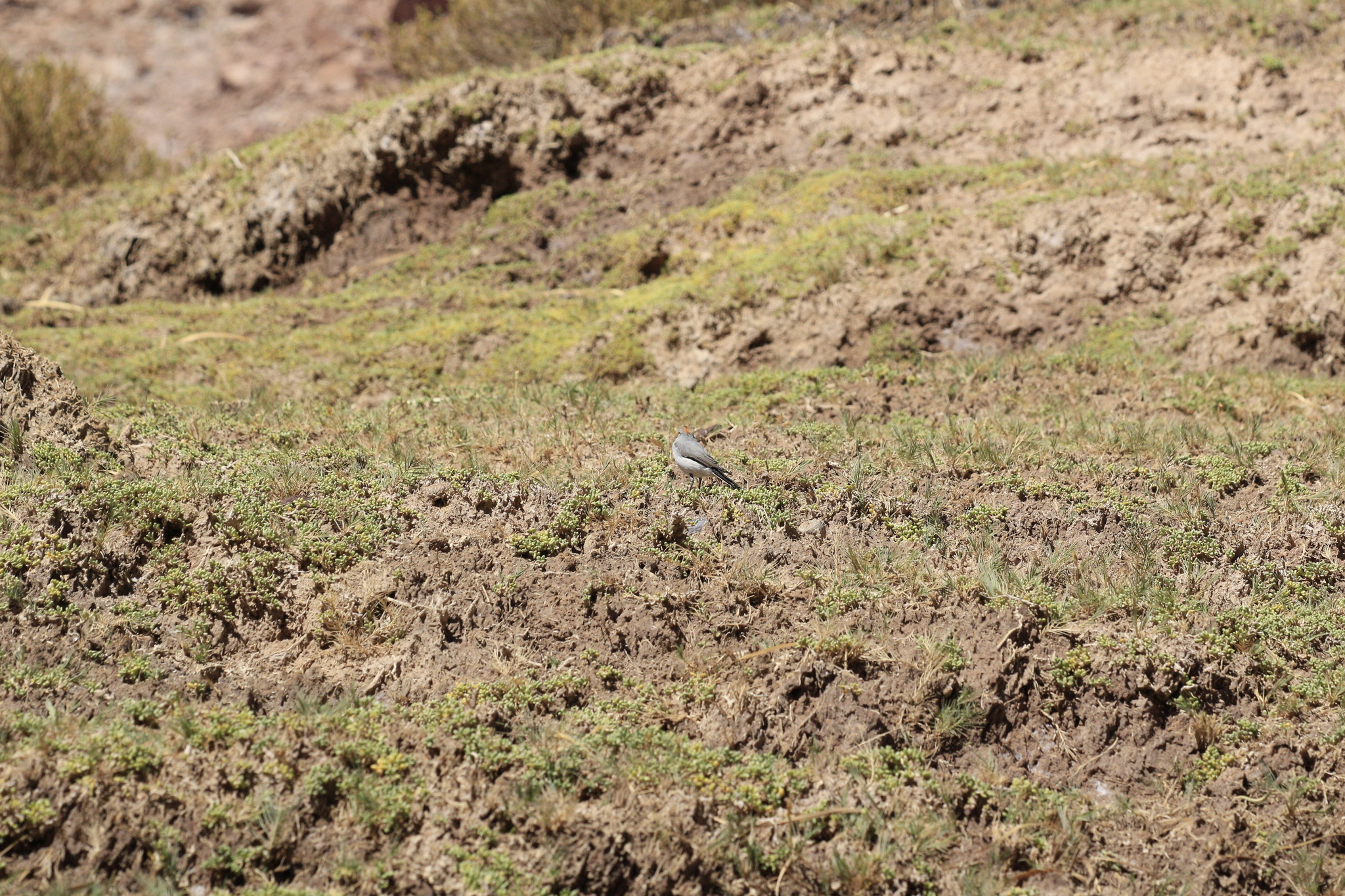 Rufous-naped Ground Tyrant (Muscisaxicola rufivertex), photo 5