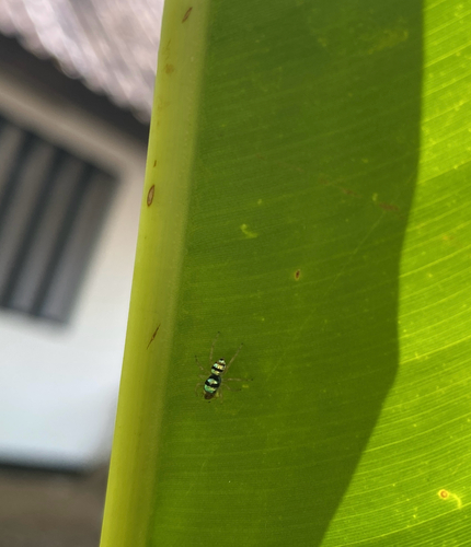 Banded Phintella